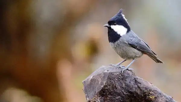 Kitam Bird Scantuary